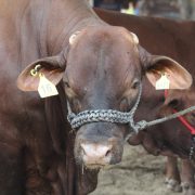 Feria Tabasco 2025 premiará lo mejor de la agricultura