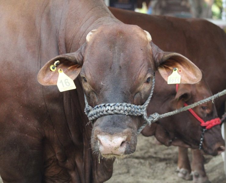 Feria Tabasco 2025 premiará lo mejor de la agricultura