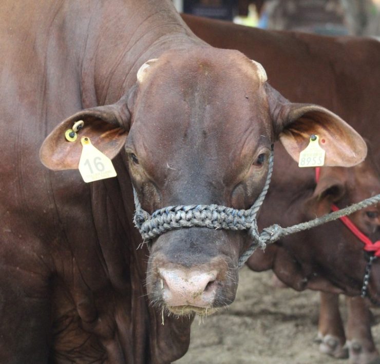 Feria Tabasco 2025 premiará lo mejor de la agricultura