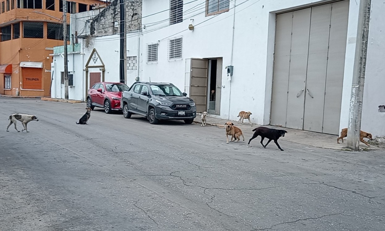Urgen al Centro de Bienestar Animal rescatar a perros callejeros
