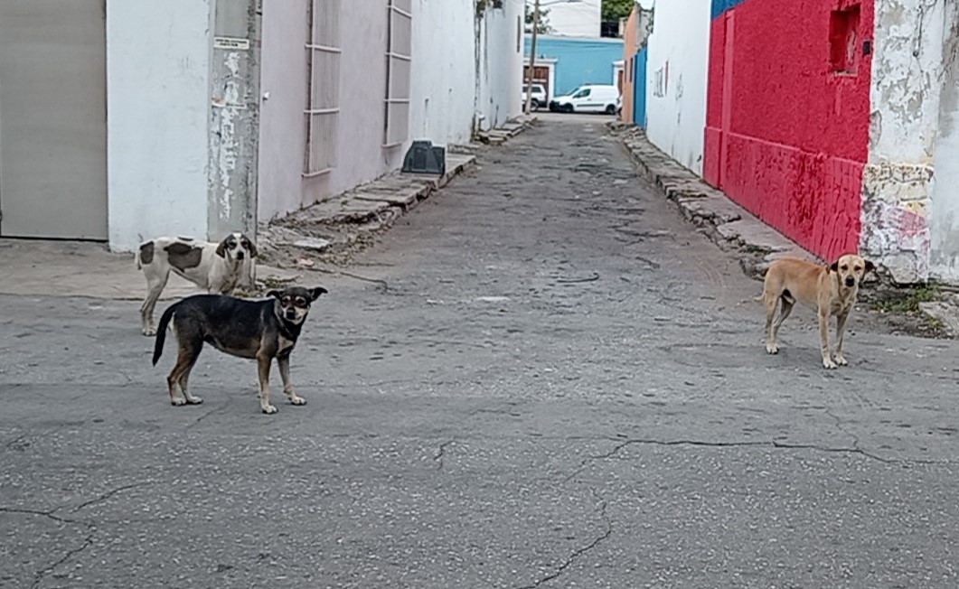 Urgen al Centro de Bienestar Animal rescatar a perros callejeros
