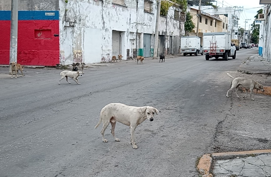 Se busca contrarrestar la fauna  callejera de mascotas