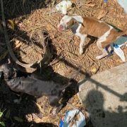 Fiscalía Especializada en Delitos contra Animales atiende quejas de maltrato animal