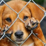 Maltrato animal en Yucatán: ¿Por qué sigue siendo un problema grave?