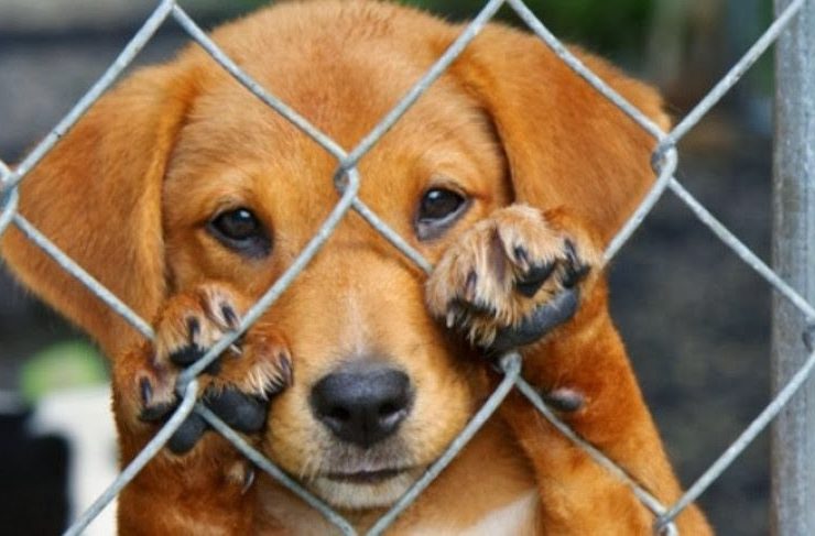 Maltrato animal en Yucatán: ¿Por qué sigue siendo un problema grave?