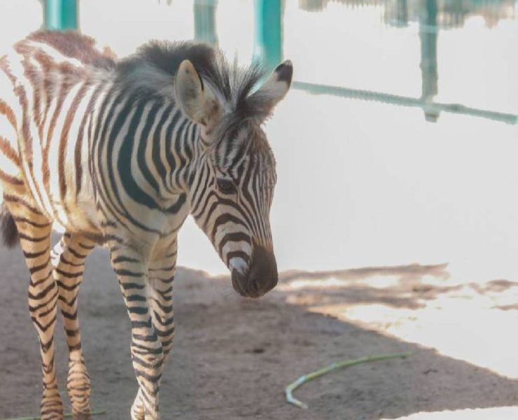 Nació una cebra en el Centenario y su historia te sorprenderá