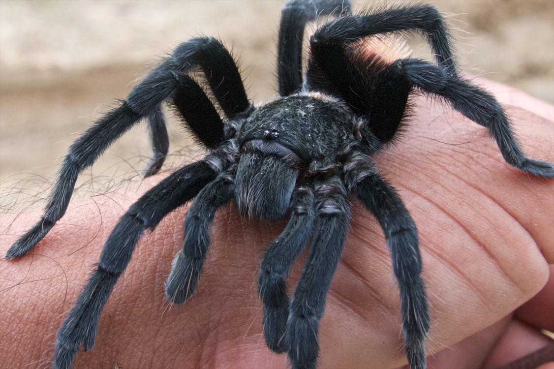 ¿Qué sucedió realmente cuando la araña mordió al piloto?