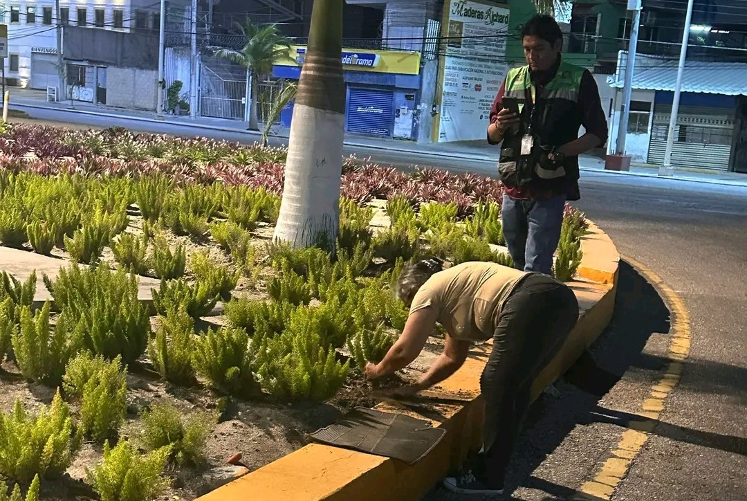 Sorprenden a taxista robando planta de ornato