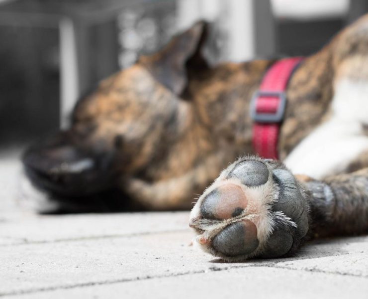 ¡Vecinos matan perros en Caucel!