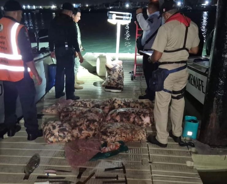 La Marina detiene en Progreso a pescadores con cargamento de caracol y mero en veda