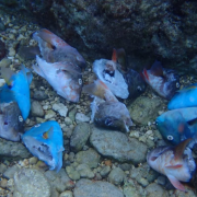 Matanza de peces loro en Cozumel