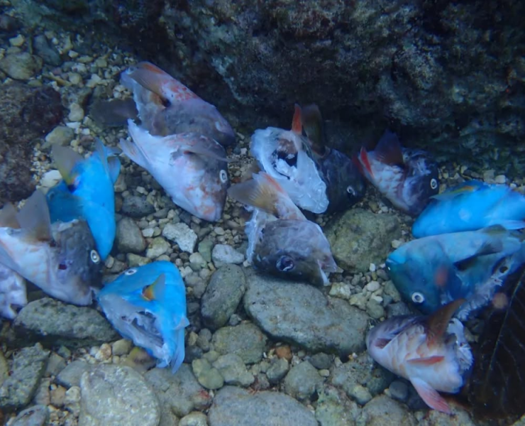 Matanza de peces loro en Cozumel