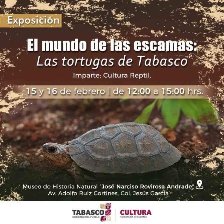 tortugas de Tabasco en la exhibición