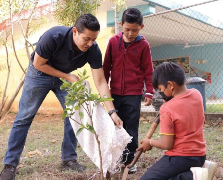 ¡Descubre el Árbol Patrimonio Verde en Mérida y su Impacto Ambiental!