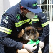 ¡Perritos Fueron Rescatados en Mérida! Un Acto Heroico que Conmociona
