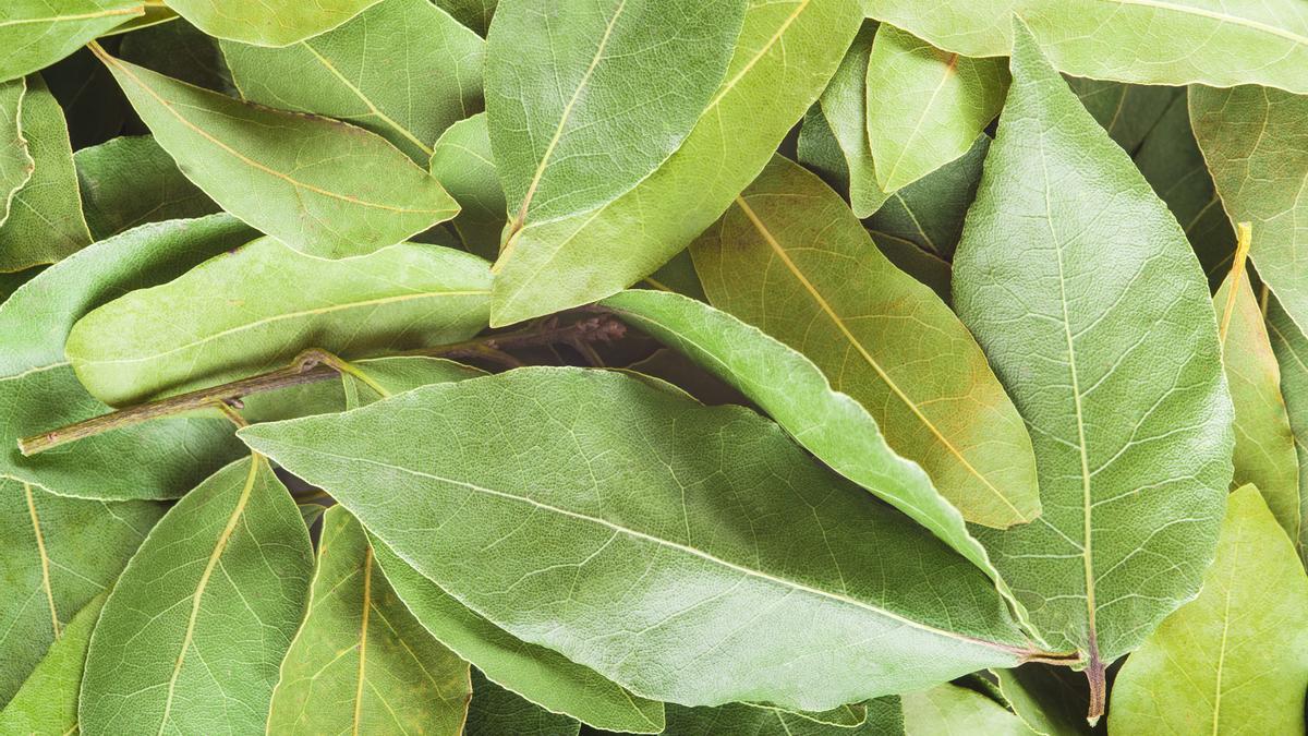 1. Laurel: Un Aroma Repelente