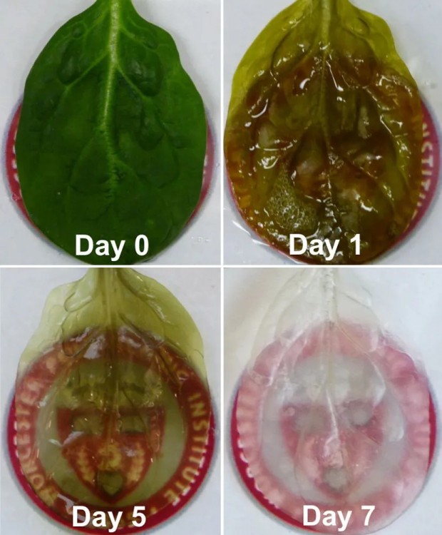 Cómo usan hojas de espinacas para construir músculos del corazón