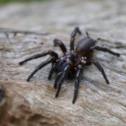 Encuentran nueva araña en Australia y se vuelve la mas venenosa