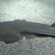 Descubren una nueva especie de tiburón guitarra