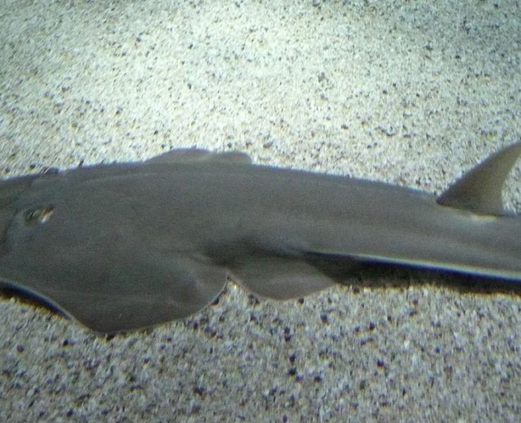 Descubren una nueva especie de tiburón guitarra