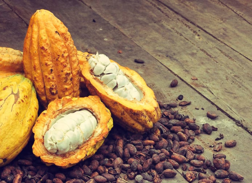 El cacao en la cultura Mayo-Chinchipe