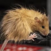 Crean nueva especie de ratón con tal de revivir a los mamuts
