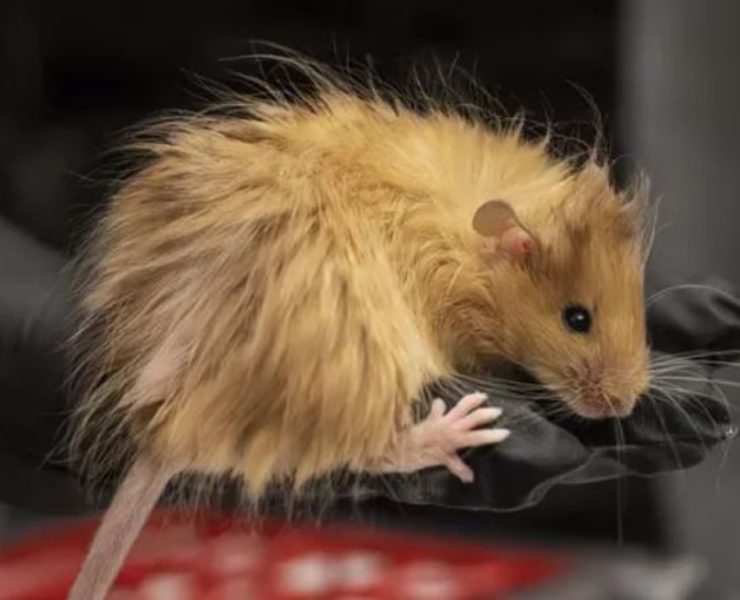 Crean nueva especie de ratón con tal de revivir a los mamuts