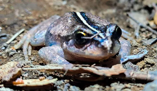 La importancia del redescubrimiento de la Alsodes vittatus