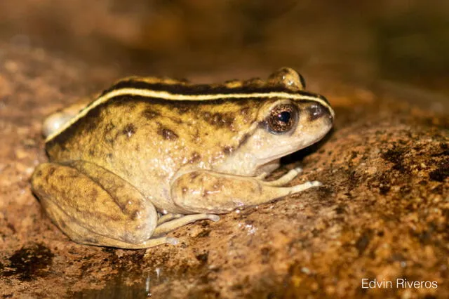 Los desafíos de proteger especies como la Alsodes vittatus