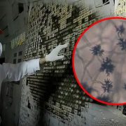 El Hongo Negro que Se Alimenta de Radiación de Chernóbil