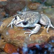 En Chile redescubren una rana que no se veía hace 100 años
