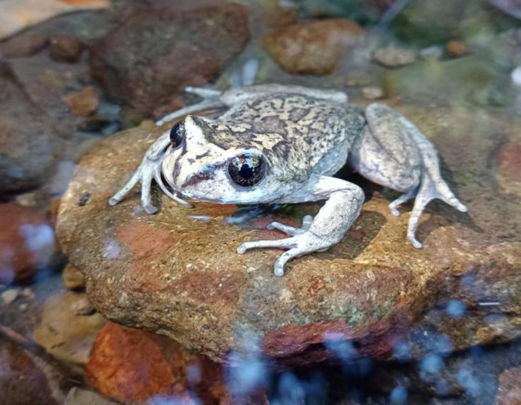 En Chile redescubren una rana que no se veía hace 100 años