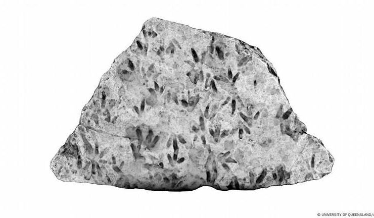 Hallan huellas de dinosaurio en una escuela de Australia