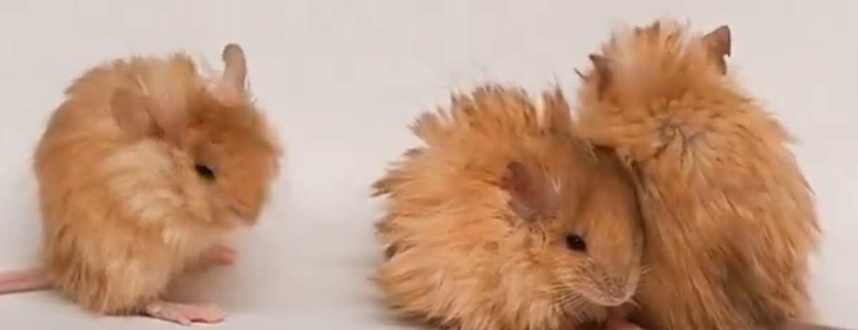 ¿Cómo crearon esta nueva especie de ratón?