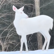 Se encuentra un ciervo albino, ejemplar sumamente raro y hermoso