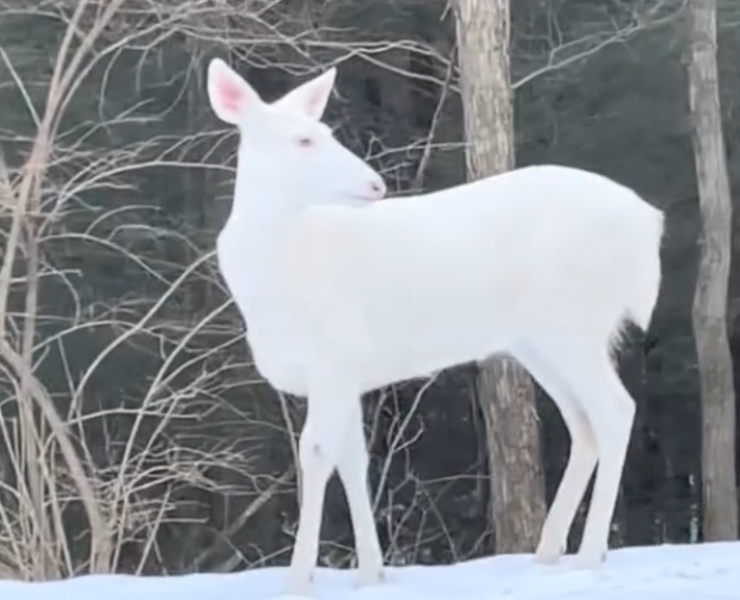 Se encuentra un ciervo albino, ejemplar sumamente raro y hermoso