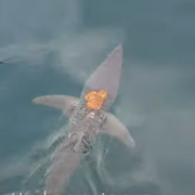pulpo surfeando sobre un tiburón. Aquí el inusual vídeo