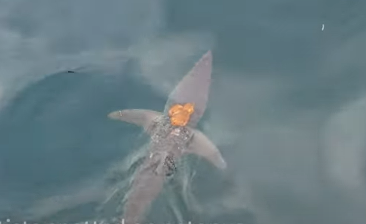 pulpo surfeando sobre un tiburón. Aquí el inusual vídeo
