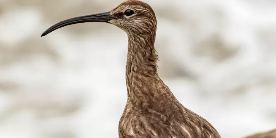 La desaparición de una especie única