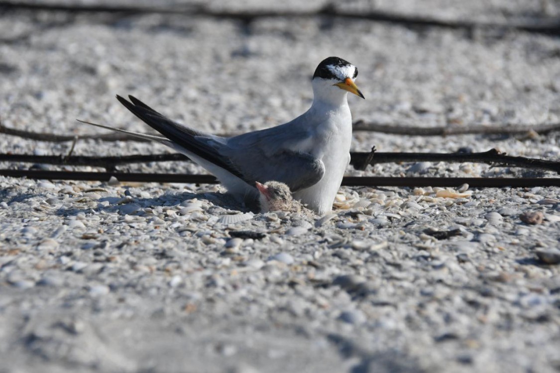 Jauría de perros acaban con nidos de charranes mínimos