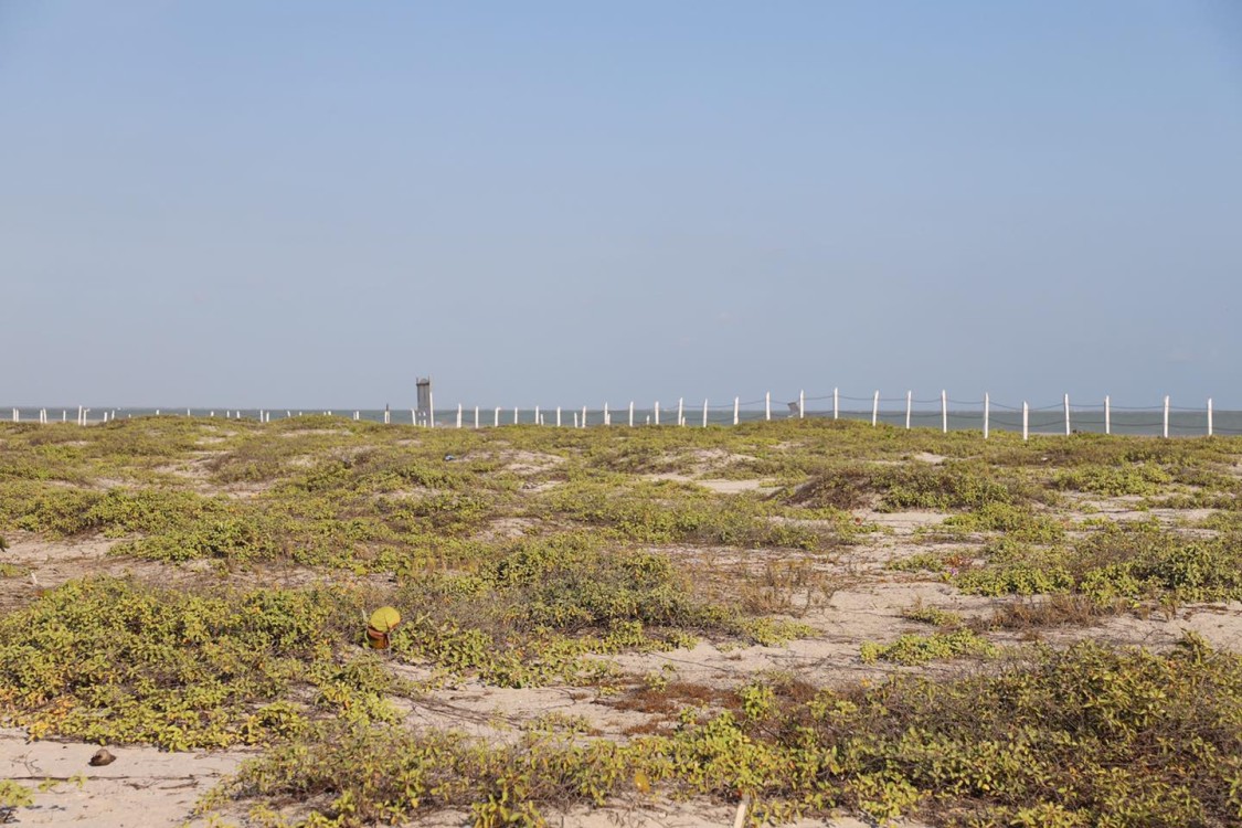 Jauría de perros acaban con nidos de charranes mínimos