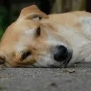 Colectivo 'Sácame de la Violencia' impulsa encuesta sobre prohibición del maltrato animal