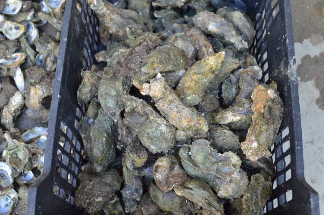 Vigilancia marina frena un poco a ostioneros piratas