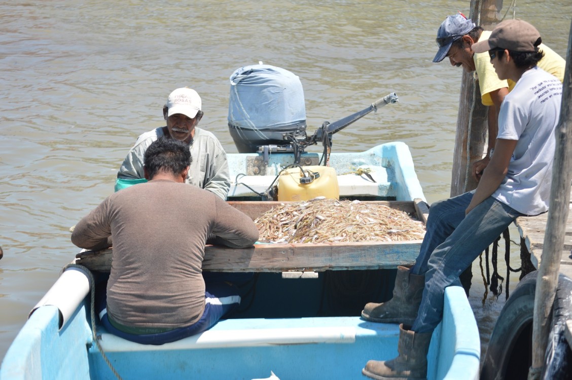 Pescadores ribereños obtienen buena captura de camarón siete barbas y escama