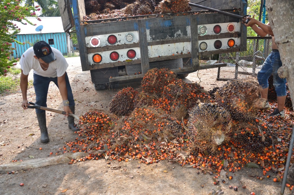 Gobierno de Campeche tiene abandonado a los productores de Palma Africana