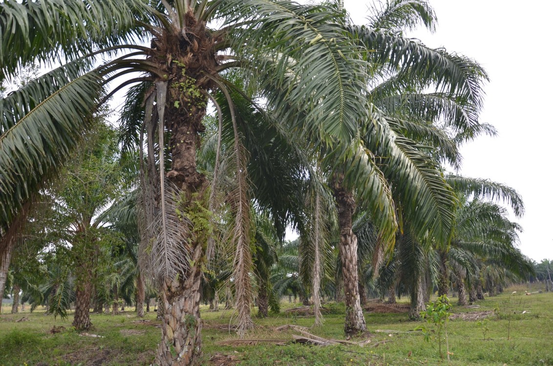 Gobierno de Campeche abandona a productores de palma africana