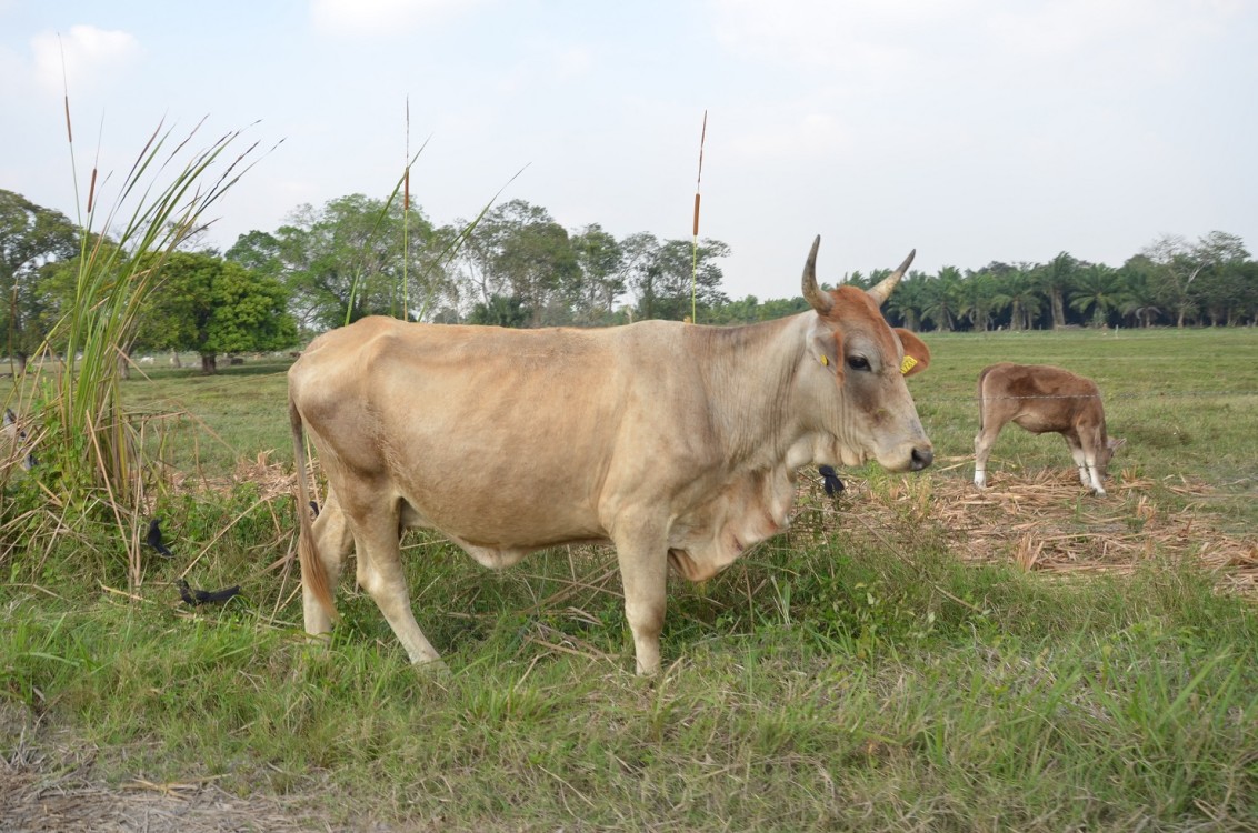 El sector ganadero no deforesta