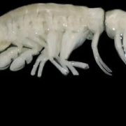 Descubren un nuevo depredador en Chile, un ser "alienígena"