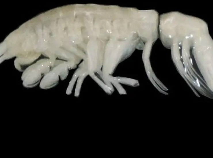 Descubren un nuevo depredador en Chile, un ser "alienígena"