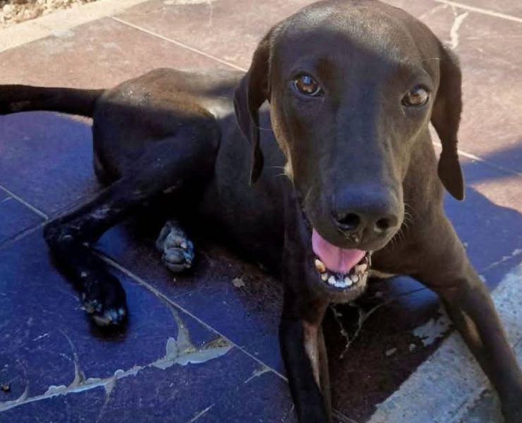 Falleció perrita que fue atropellada en Kanasín el triste final de Negrita